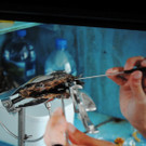 DSCN1773_JPG-1367176937