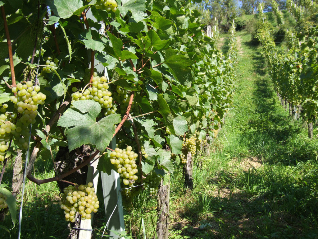 chardonnay trauben_jpg-1367183513
