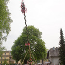 normal_01052013fmt_maxglan_maibaum_mw-42.jpg