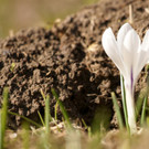 Frühling :-)