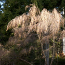 DSC00751 _Custom_.JPG