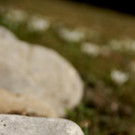 DSC00754 _Custom_.JPG