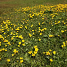 DSC00788 _Custom_.JPG