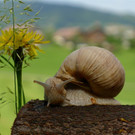 P1020289 _Large_.JPG