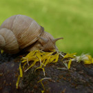 P1020303 _Large_.JPG