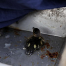 01052013tierde01001aktivnews_15.JPG