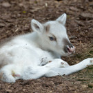 Nachwuchs im Tiergarten Schönbrunn: Schneeweißes Rentier "Lumi"