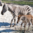 ABD0028-20130429.jpg