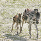 ABD0027-20130429.jpg