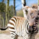 ABD0029-20130429.jpg