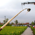 Hurra, der Maibaum steht!