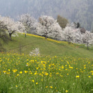Kirschenblüte Fraxern 2013
