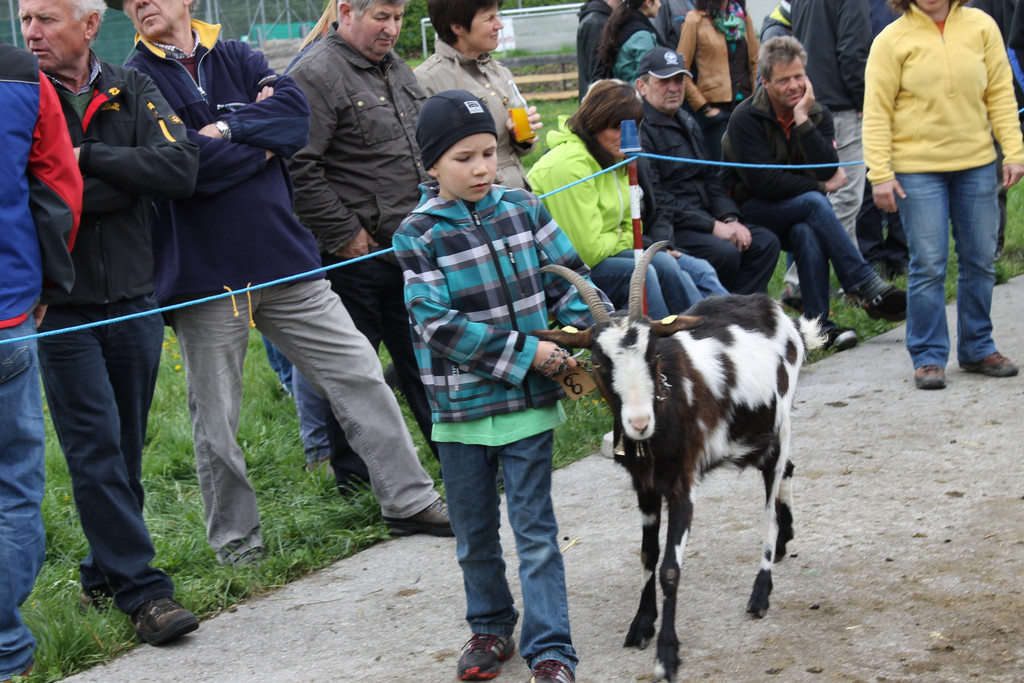 Ziegenaustst_ 2013 047_JPG-1367583837