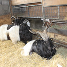 Stolzer Bock_JPG-1367584749