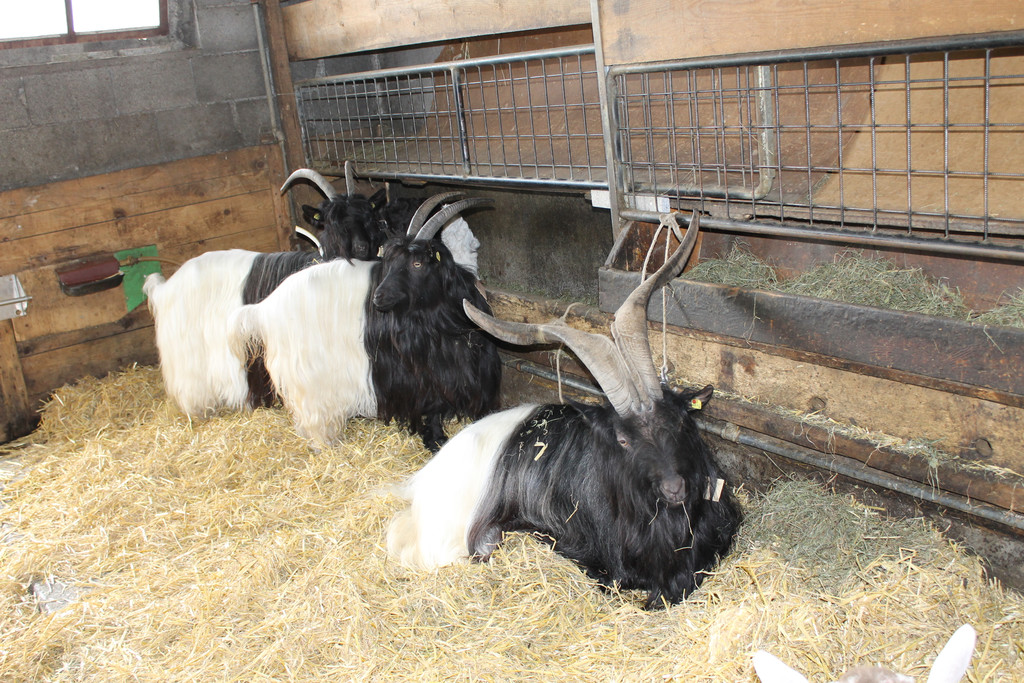 Stolzer Bock_JPG-1367584749