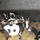 Ziegenaustst_ 2013 001_JPG-1367584969