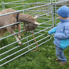 Ziegen 2013 019_JPG-1367585603