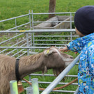 Ziegen 2013 004_JPG-1367585649