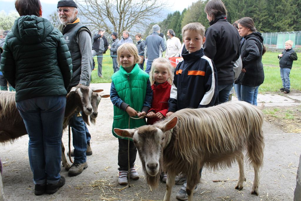 Ziegenaustst_ 2013 011_JPG-1367585831