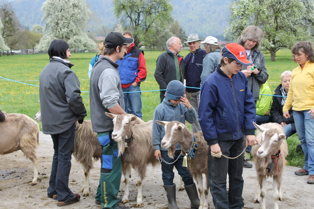 Ziegenaustst_ 2013 015_JPG-1367585887