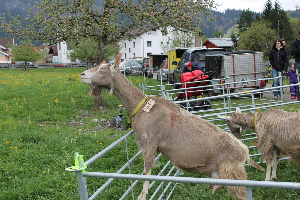 Ziegenaustst_ 2013 023_JPG-1367585963