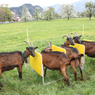Ziegenaustst_ 2013 030_JPG-1367586061