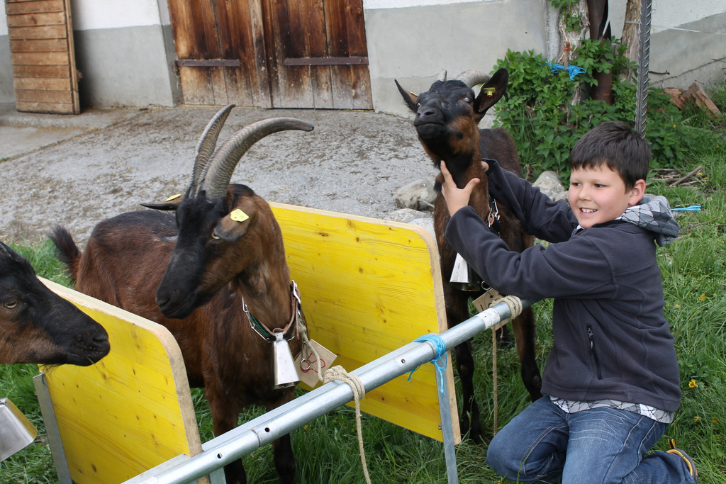 Ziegenaustst_ 2013 033_JPG-1367586120