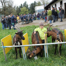 Ziegenaustst_ 2013 037_JPG-1367586206
