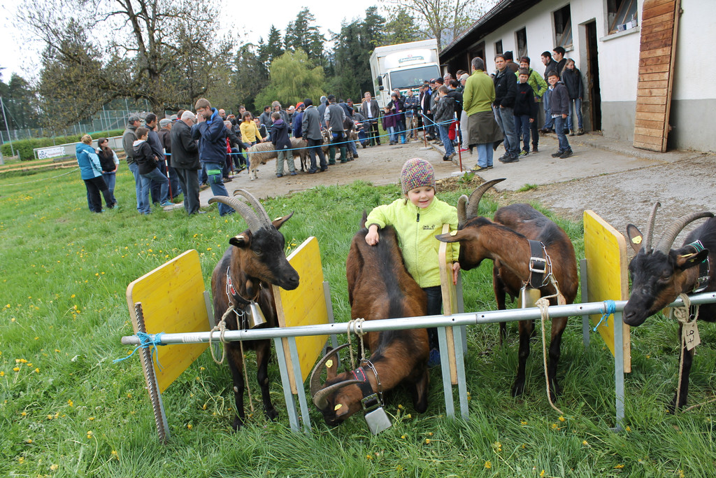 Ziegenaustst_ 2013 037_JPG-1367586206