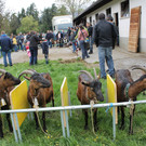 Ziegenaustst_ 2013 044_JPG-1367586296