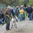 Ziegenaustst_ 2013 045_JPG-1367586353