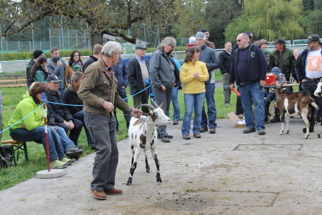 Ziegenaustst_ 2013 045_JPG-1367586353
