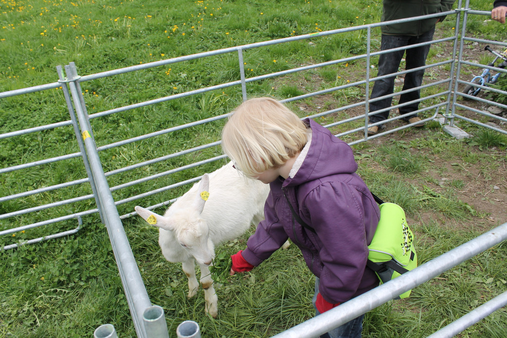 Ziegenaustst_ 2013 059_JPG-1367586561