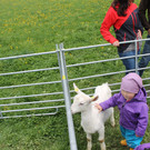 Ziegenaustst_ 2013 063_JPG-1367586629