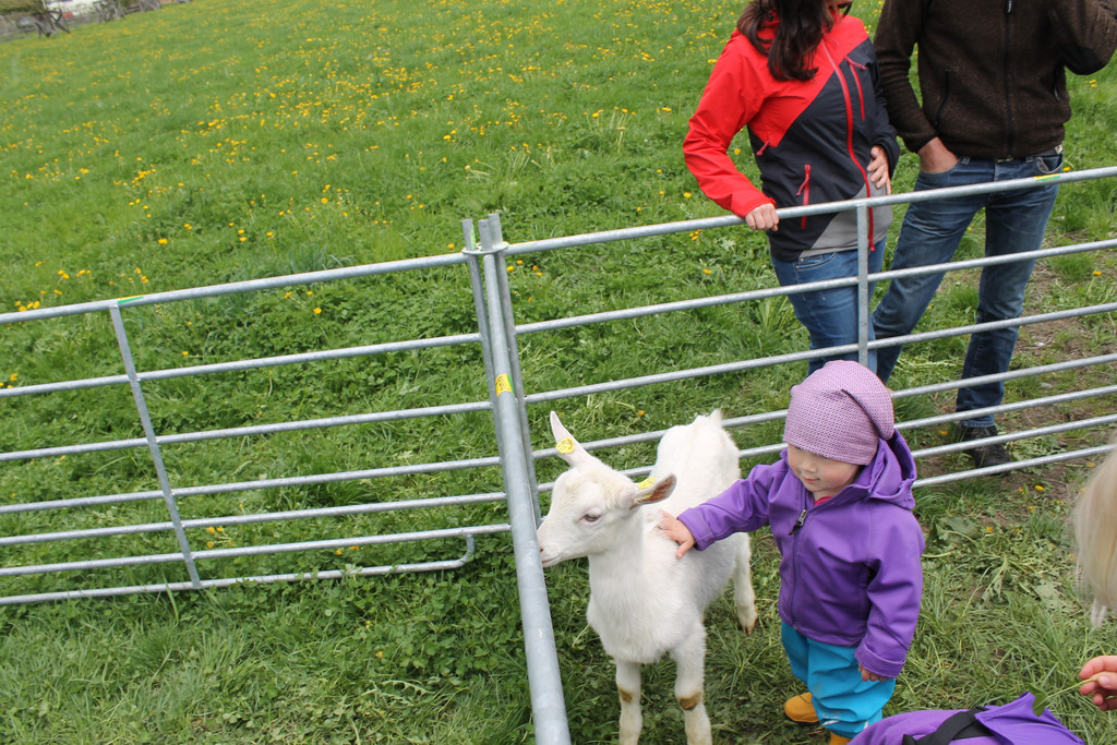 Ziegenaustst_ 2013 063_JPG-1367586629