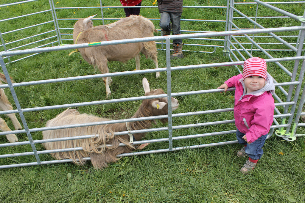 Ziegenaustst_ 2013 069_JPG-1367586725