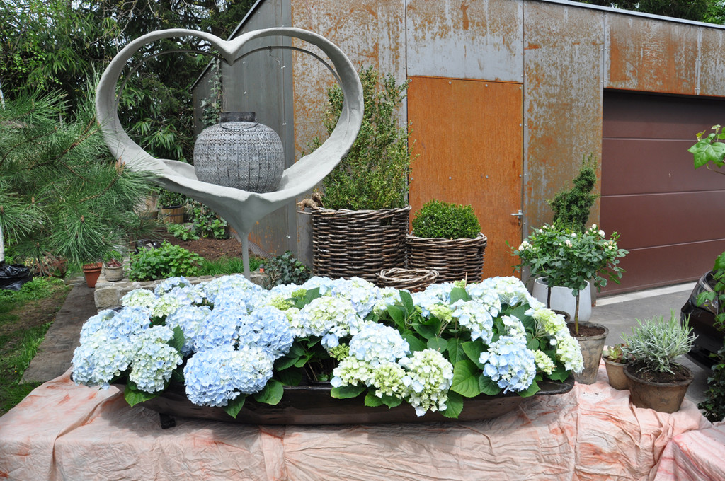 rosensommer1_jpg-1367773242