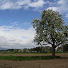 IMG_0611_jpg-1367779472