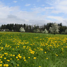 IMG_0626_jpg-1367779485