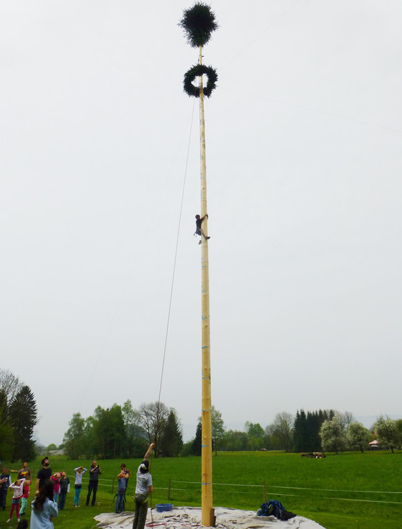 Maibaum3e_jpg-1367781346