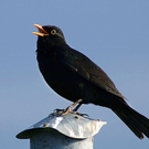 amsel.jpg