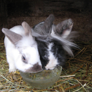 20100213_2_JPG-1267454096