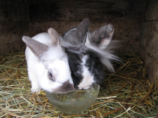 20100213_2_JPG-1267454096