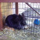 Zwergkaninchen mit Luxusstall