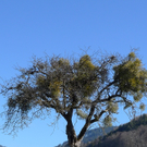 kaiser09_jpg-1267476232
