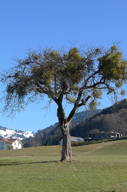 kaiser09_jpg-1267476232