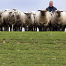 Die beeidruckendsten Tierbilder KW 19