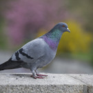 ABD0058-20130502.jpg