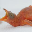 ABD0016-20130503.jpg