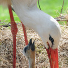 ABD0073-20130506.jpg